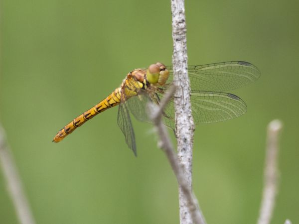 szablak późny  - Katarzyna Matusik
