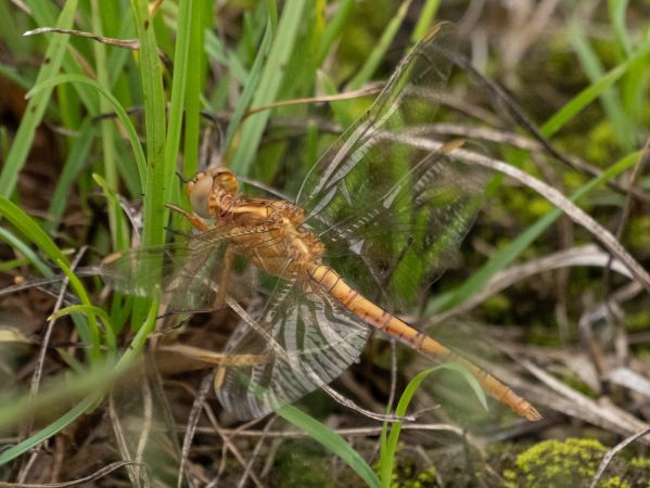 lecicha mała  - Katarzyna Matusik