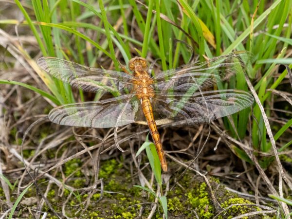 lecicha mała  - Katarzyna Matusik