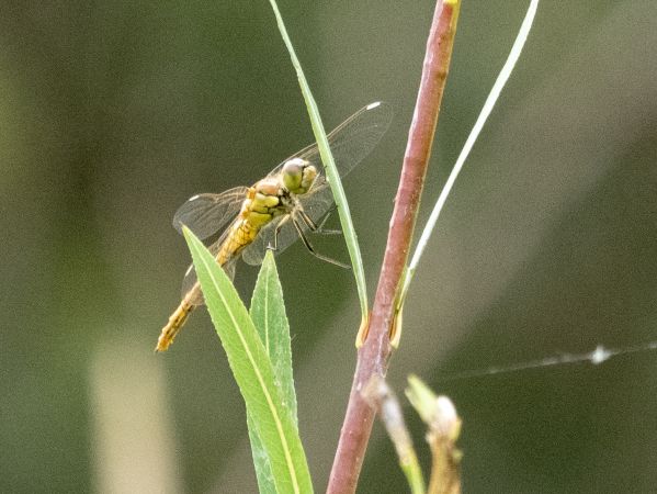 szablak zwyczajny  - Katarzyna Matusik