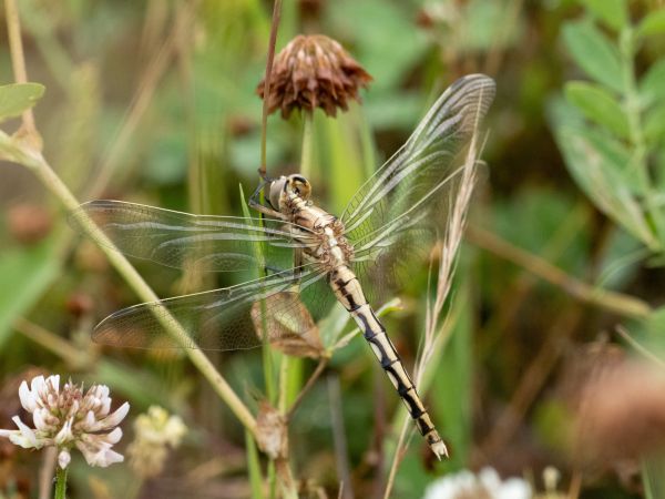 lecicha białoznaczna  - Katarzyna Matusik