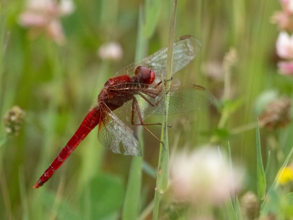 szafranka czerwona  - Katarzyna Matusik
