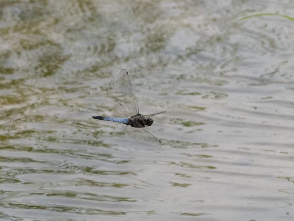 Großer Blaupfeil  - Katarzyna Matusik