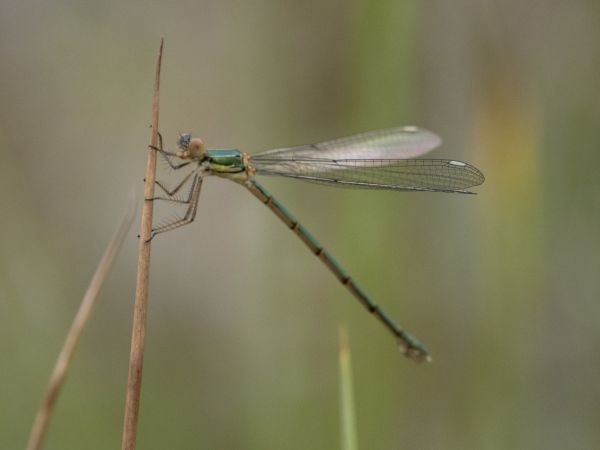 pałątka zielona  - Katarzyna Matusik