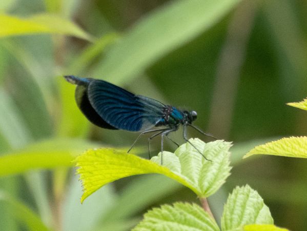 świtezianka błyszcząca  - Katarzyna Matusik