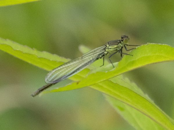 oczobarwnica większa  - Katarzyna Matusik