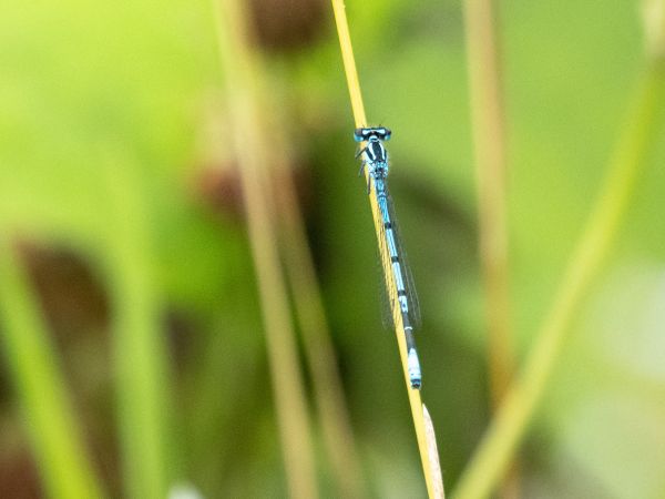 łątka dzieweczka  - Katarzyna Matusik