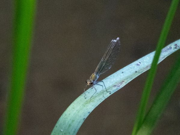 świtezianka błyszcząca  - Katarzyna Matusik