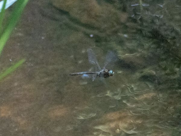 szklarka zielona  - Katarzyna Matusik