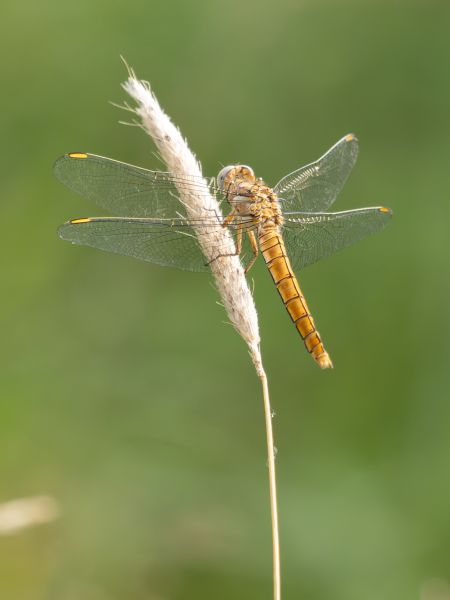 lecicha południowa  - Katarzyna Matusik