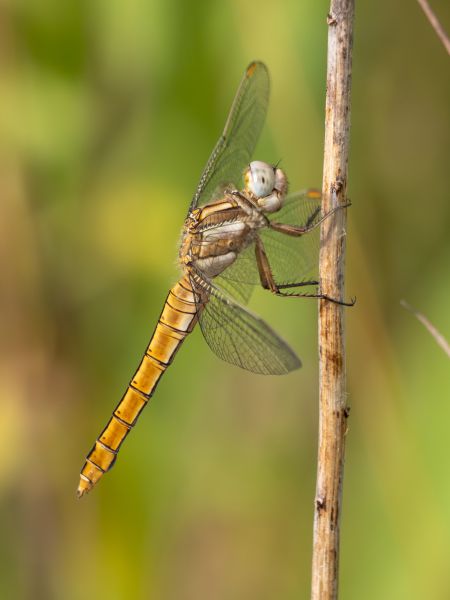 lecicha południowa  - Katarzyna Matusik