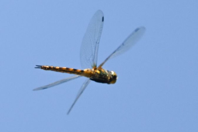 miedziopierś żółtoplama  - Daniel Stasiowski