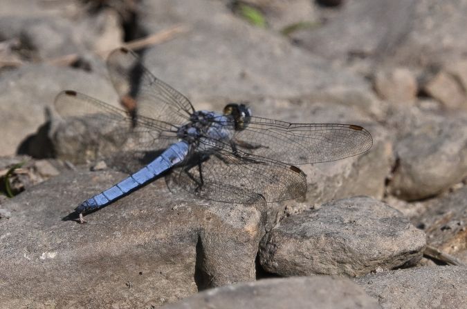 lecicha południowa  - Daniel Stasiowski