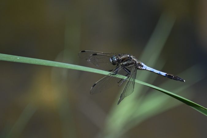 lecicha białoznaczna  - Daniel Stasiowski