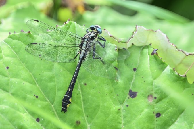 Gemeine Keiljungfer  - Daniel Stasiowski