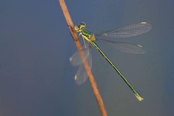 pałątka mała  - Daniel Stasiowski