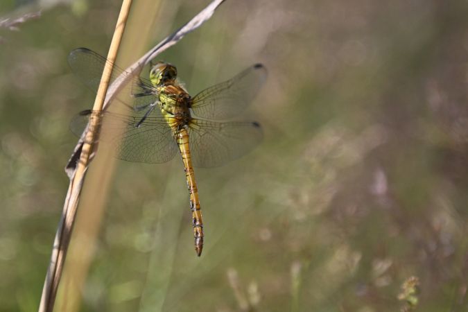 szablak zwyczajny  - Daniel Stasiowski