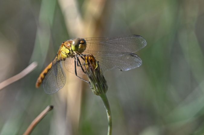 szablak zwyczajny  - Daniel Stasiowski