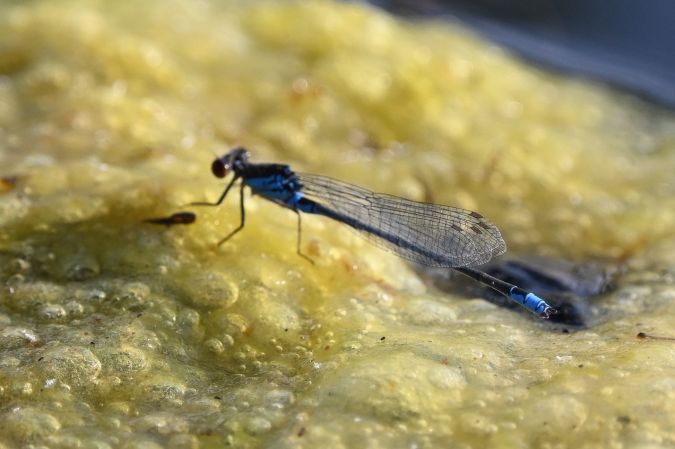 oczobarwnica mniejsza  - Daniel Stasiowski