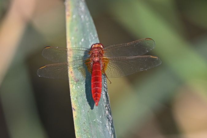 szafranka czerwona  - Daniel Stasiowski