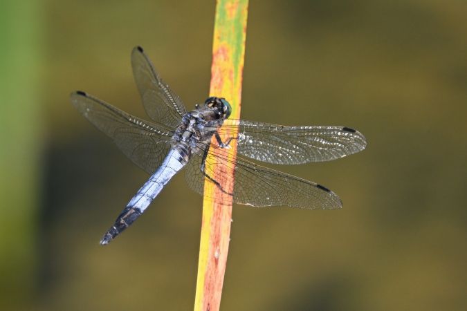 lecicha białoznaczna  - Daniel Stasiowski