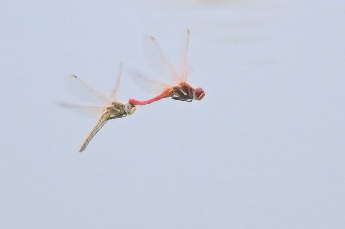 szablak wędrowny  - Daniel Stasiowski