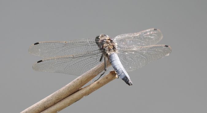 lecicha pospolita  - Mariusz Dąbek