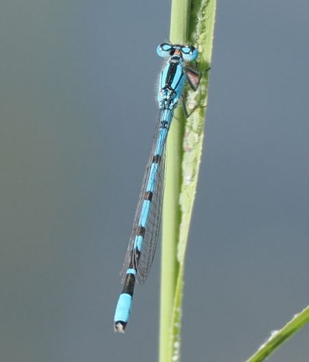 nimfa stawowa  - Mariusz Dąbek