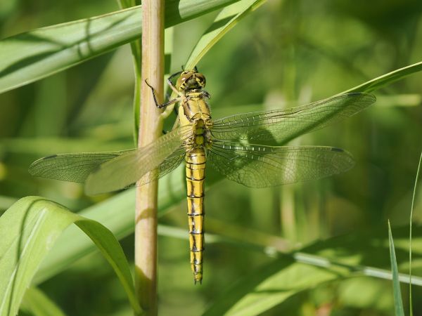 lecicha pospolita  - Mariusz Dąbek