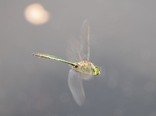 miedziopierś metaliczna  - Mariusz Dąbek