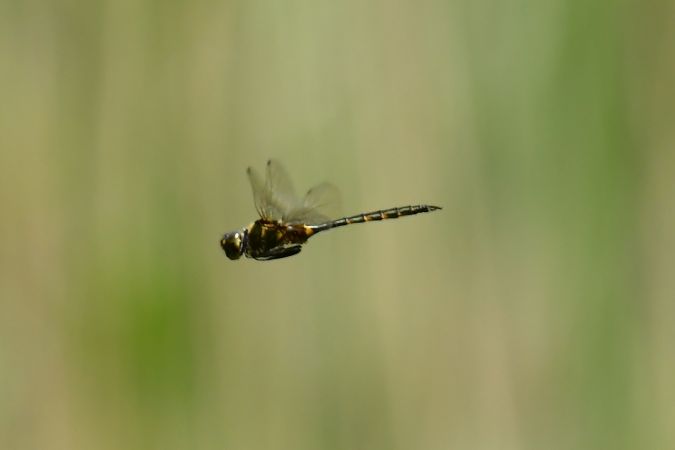 miedziopierś żółtoplama 