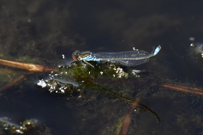 oczobarwnica mniejsza 