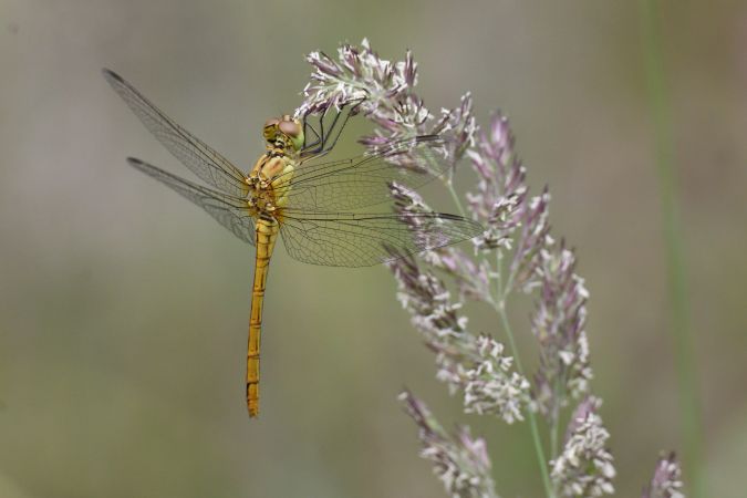 Gemeine Heidelibelle 