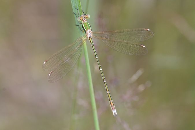 pałątka południowa 