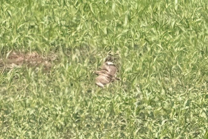Bussard, unbestimmt 