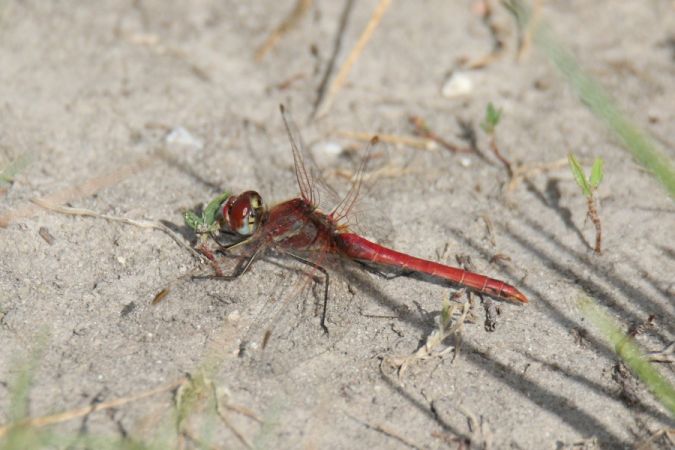 szablak wędrowny  - Mariusz Zub