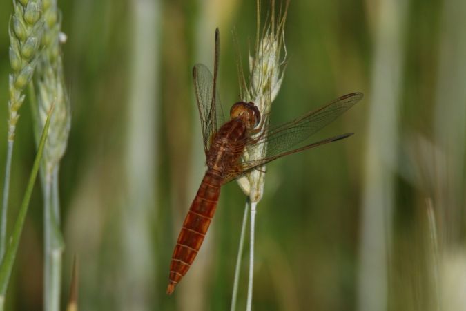 szafranka czerwona  - Mariusz Zub