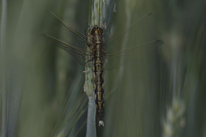 lecicha białoznaczna  - Mariusz Zub