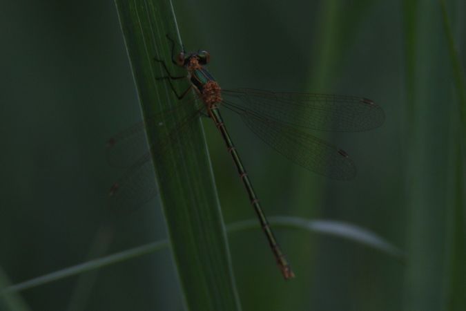 pałątka pospolita  - Mariusz Zub