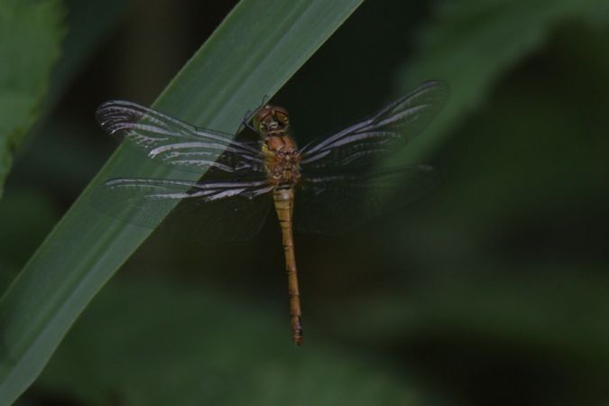 szablak krwisty  - Mariusz Zub