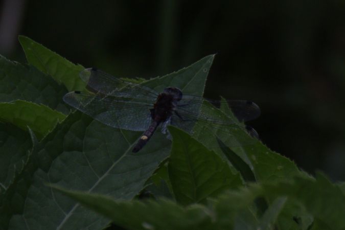 zalotka większa  - Mariusz Zub