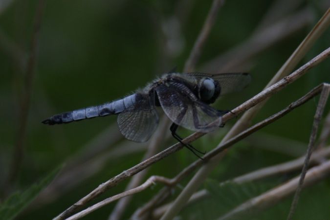 ważka ruda  - Mariusz Zub