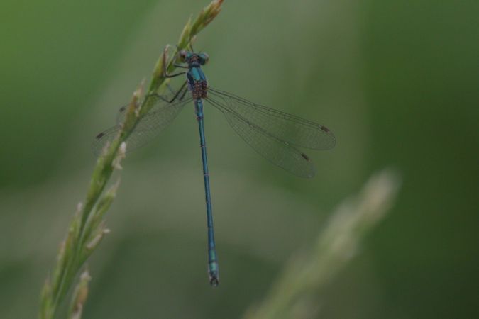 pałątka pospolita  - Mariusz Zub
