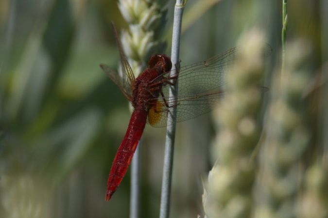 szafranka czerwona  - Mariusz Zub