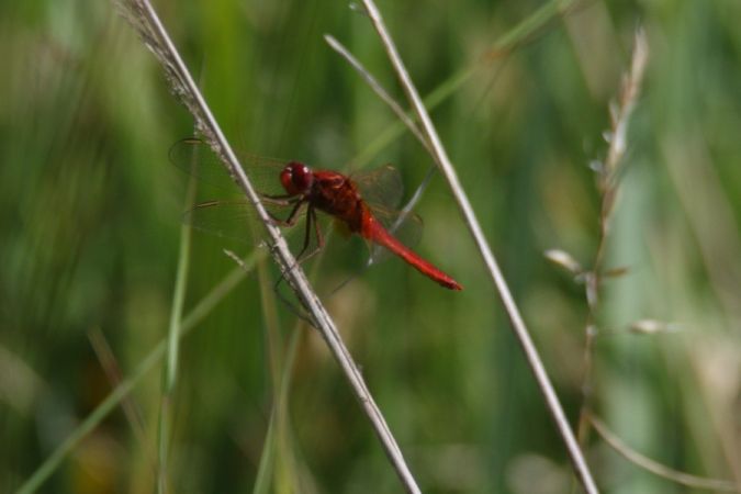 szafranka czerwona  - Mariusz Zub