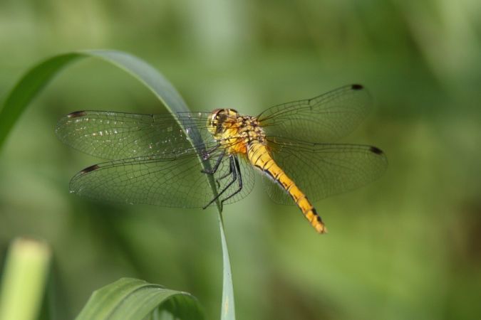 szablak krwisty  - Mariusz Zub