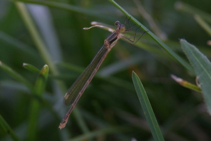 pałątka mała  - Mariusz Zub