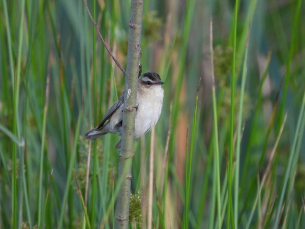 Phragmite des joncs 