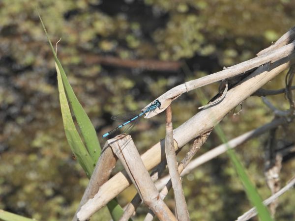Hufeisen-Azurjungfer 