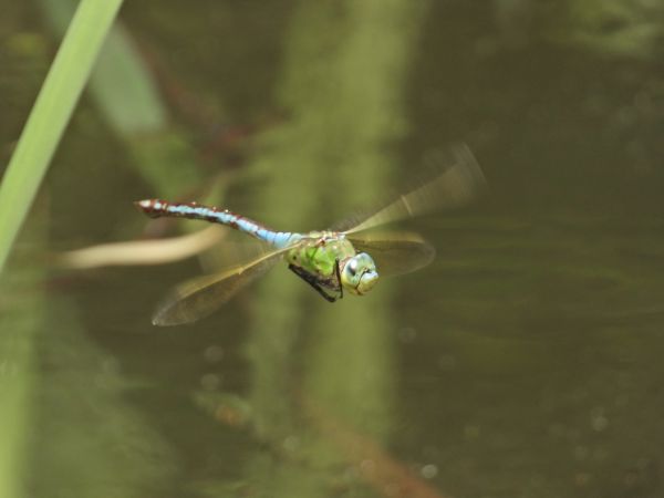 Große Königslibelle 